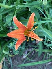Hemerocallis citrina