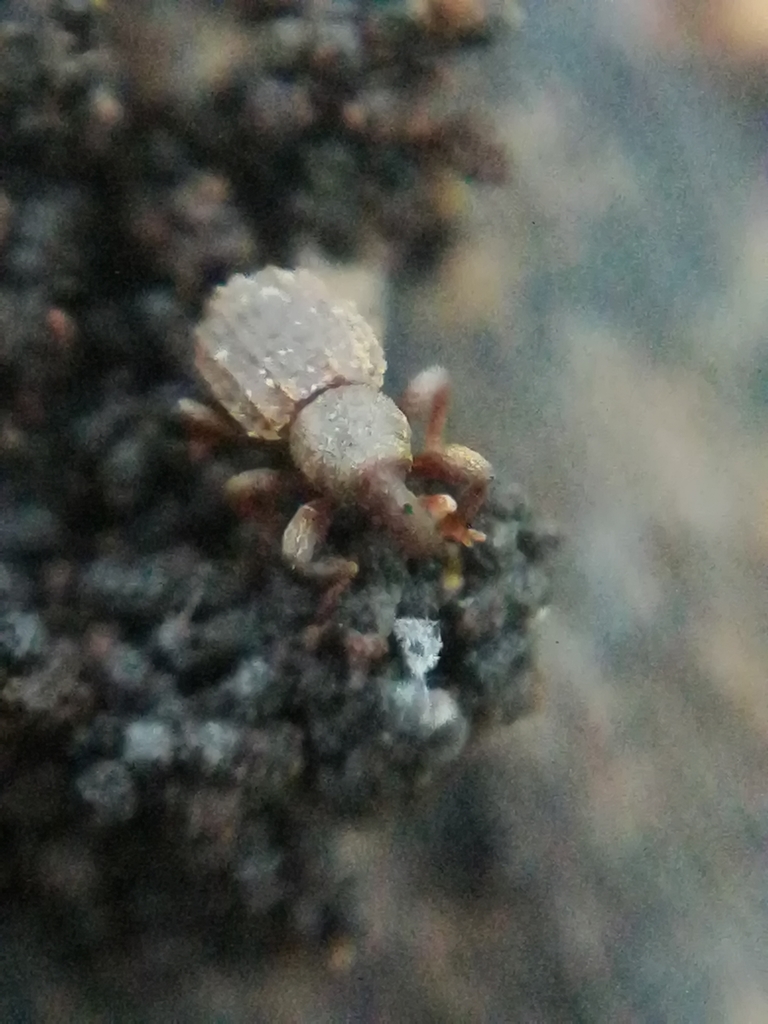 Anchonidium
