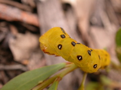Capusa cuculloides