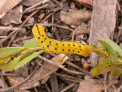 Capusa cuculloides