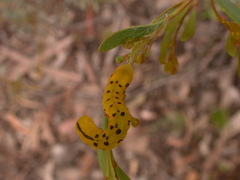 Capusa cuculloides