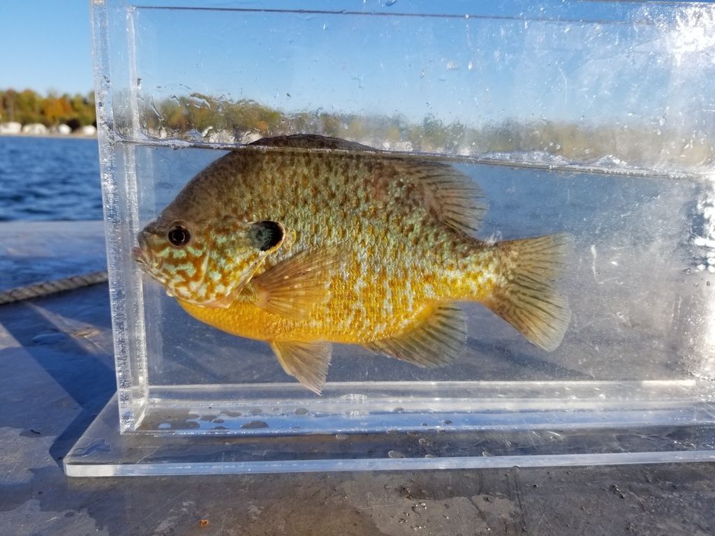 Pumpkinseed × Bluegill (Fish of Deep Creek Lake MD, US) · iNaturalist