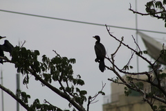 Nannopterum brasilianum