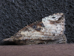 Hypena tristalis