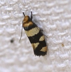 Placocosma anthopetala