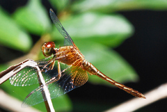 Erythrodiplax famula