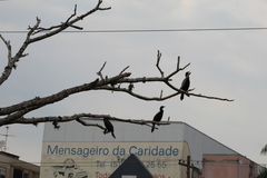 Nannopterum brasilianum
