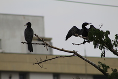 Nannopterum brasilianum