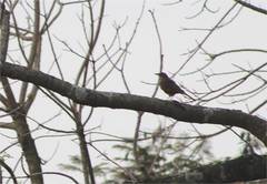 Turdus rufiventris