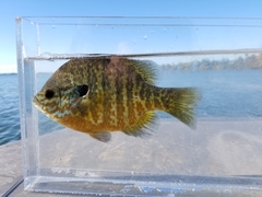 Lepomis gibbosus × macrochirus