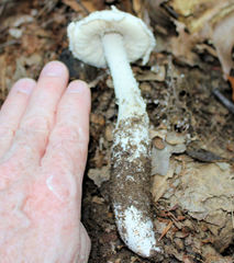 Amanita longipes