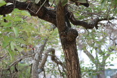 Erythrina crista-galli
