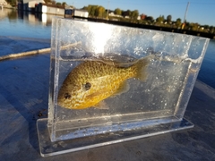 Lepomis gibbosus × macrochirus