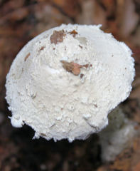 Amanita longipes