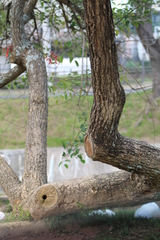 Erythrina crista-galli