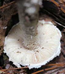 Amanita longipes