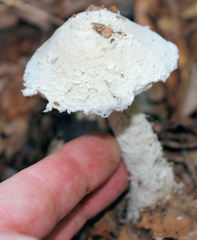 Amanita longipes