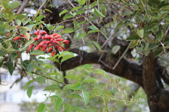 Erythrina crista-galli