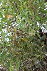 Erythrina crista-galli