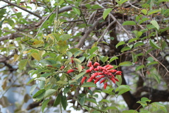 Erythrina crista-galli