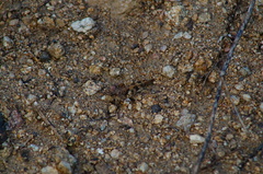 Heliastus sumichrasti