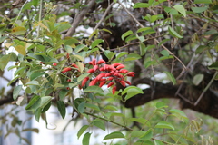 Erythrina crista-galli