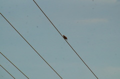 Columbina talpacoti