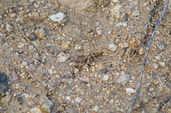 Heliastus sumichrasti