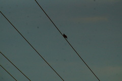 Columbina talpacoti