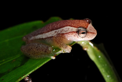 Dendropsophus elegans
