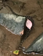 Nerodia sipedon