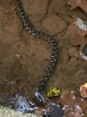 Nerodia sipedon
