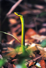 Chironius bicarinatus