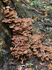 Armillaria novae-zelandiae
