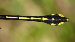 Gomphurus