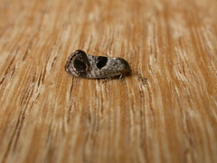 Eupselia beatella