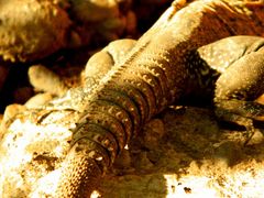 Ctenosaura macrolopha