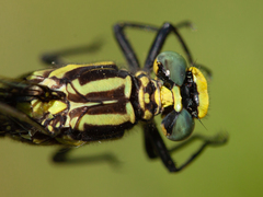 Gomphurus