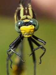 Gomphurus