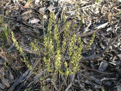 Phyllanthus occidentalis