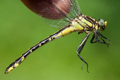 Gomphurus