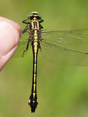 Gomphurus