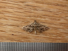 Diasemiopsis ramburialis