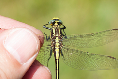 Gomphurus