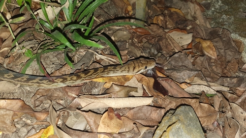 Australian Scrub Python sighting