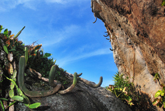 Coleocephalocereus fluminensis