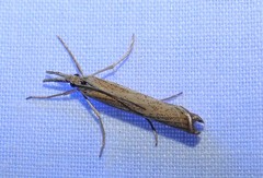 Agriphila attenuatus
