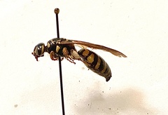 Myzinum quinquecinctum