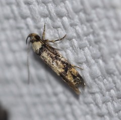 Sphyrelata nefanda