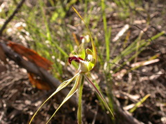 Caladenia atrovespa